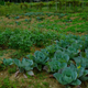 Cabbage farming